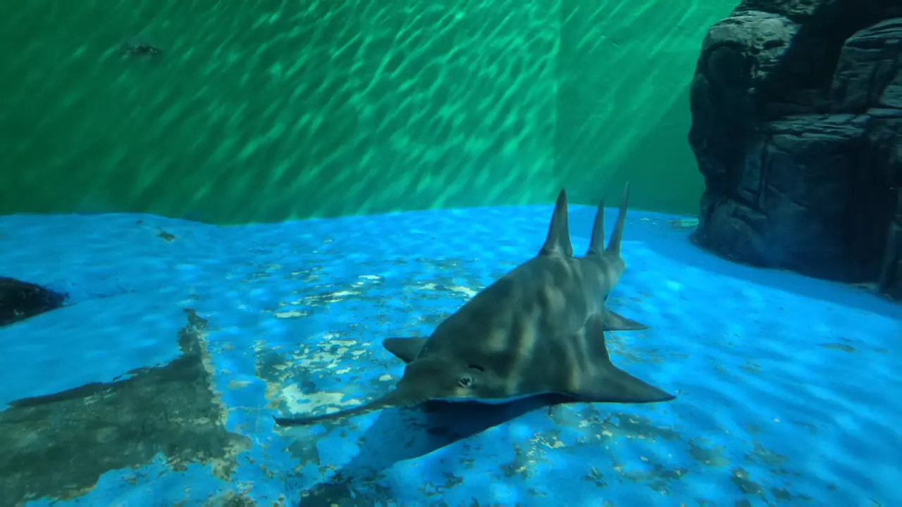 A ray moving across a blue-green aquarium floor